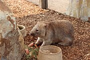 Common wombat