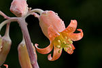 Cotyledon orbiculata