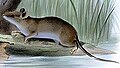 Northern Luzon shrew-rat