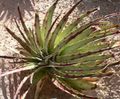 Dyckia remotiflora