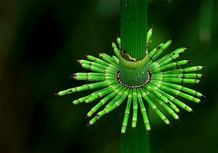 Çayır atkuyruğu (Equisetum pratense) bitkisi (Üreten:Lviatour)