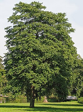 Hemelboom