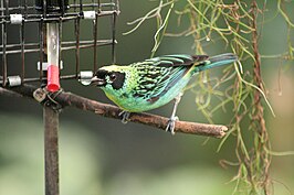 Groen-gouden tangare