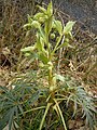 Stinkende Nieswurz (Helleborus foetidus)