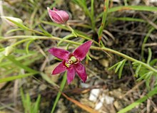 Dark red flower with five uneven, shiny petals on a stem with narrow green leaves and a closed flower