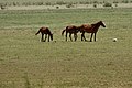 άλογα στο Εθνικό πάρκο του Ισκέλ