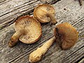 !Neolentinus adhaerens sin. Lentinus adhaerens!