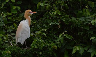 Cattle egret in breeding plumage