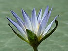Blüte des Blauen Lotus (Nymphaea caerulea)
