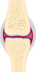 Osteoarthritis and rheumatoid arthritis - Normal joint