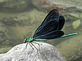 Beautiful Demoiselle (Calopteryx virgo)