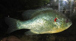 Lepomis microlophus