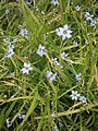 Sisyrinchium angustifolium