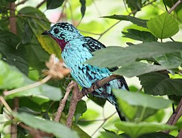 Halsbandcotinga