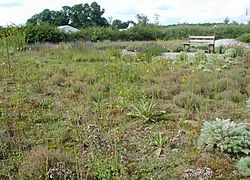 Ecological garden made with the Eurasian steppes as a model