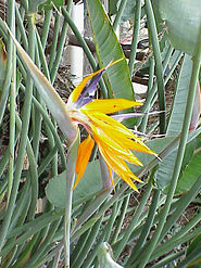 Strelitzia reginae