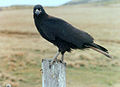 Juvenile (2 year old) striated caracara