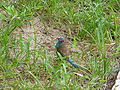 Schmetterlingsfink Red-cheeked Cordon-bleu male