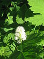 Actaea pachypoda