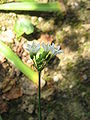 Allium zebdanense