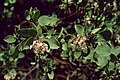 Arctostaphylos viscida subsp. mariposa