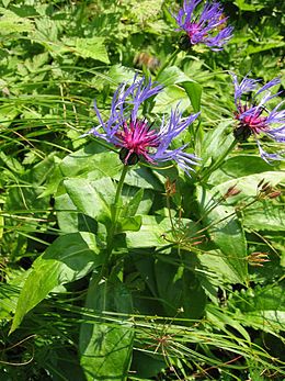 Hegyi imola (Centaurea montana)