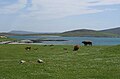 Machair on Berneray