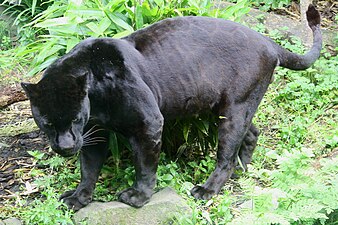 Een melanistische zwarte jaguar (Panthera onca) in Edinburgh Zoo