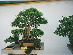 Fotografi av tegnet bonsai, Museo del Bonsai, Marbella (2002). Foto: Bjørn som tegner