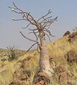 Pachypodium lealii, Habitus am Naturstandort