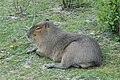 Capybara (Hydrochoerus hydrochaeris)