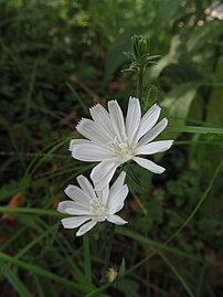 White form