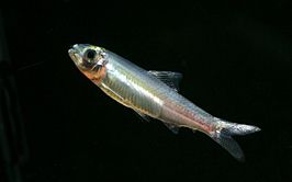 Clupeichthys goniognathus