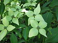 Cornus kousa var. chinensis