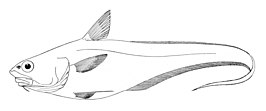 Coryphaenoides longifilis