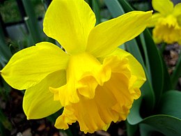 Sárga nárcisz (Narcissus pseudonarcissus)