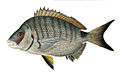 Diplodus sargus