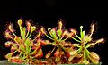 Drosera madagascariensis since 28.01.2014