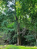 Ginkgo am Herrenhaus