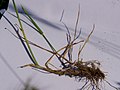 Roggen-Gerste (Hordeum secalinum)