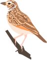 Indian Bushlark