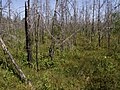 Moorbirken im Kiefernbruchwald