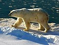 Πολική αρκούδα, το εθνικό ζώο της Γροιλανδίας