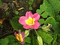 Primula rosea 'Grandiflora'