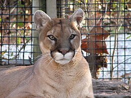 Puma (Puma concolor)