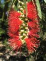 Bottlebrush