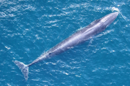 Balaenoptera ricei