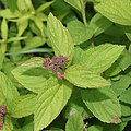 Spiraea japonica (bud).jpg