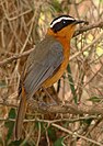 A white-browed robin-chat