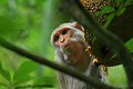 Image 53The Rhesus Macaque (Macaca mulatta) is one of the best-known species of Old World monkeys native in Bangladesh. The pictured macaque is seen eating from a jackfruit at Lawachara National Park, Moulvibazar. Photo Credit: Syedabbas321